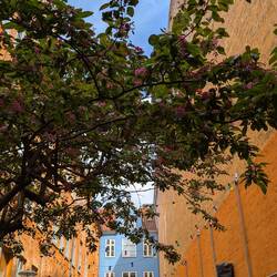 Prettiest backyard of Copenhagen