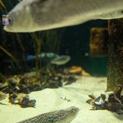 Sea Devil (I honestly think it looks like a demon with its glowing eyes, so the name is accurate)