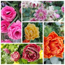 So many beautiful flowers in the Tivoli Park