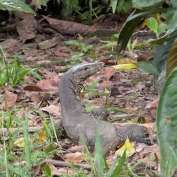 Lizard outside my room at the lodge
