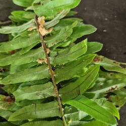 Peanut butter or pineapple jam leaf butty ..leaf gets folded