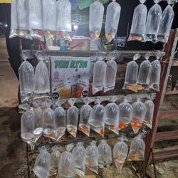 Goldfish at the night market