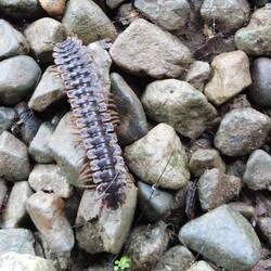 A Millipede