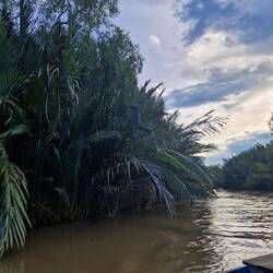 The huge palms in the rainforest