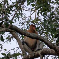 Probiscus monkey.