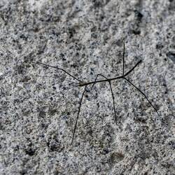 Exceptional mimicry: stick insect (engl.) or Stabheuschrecke (ger.).