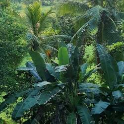 The jungle begins right next to the house...