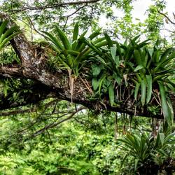 Bromeliads.