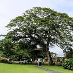 Entrance in Fortress San Lorenzo. A beautiful tree with nests and bromeliads.