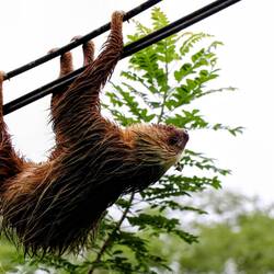Sloth lost on the telephone wires...