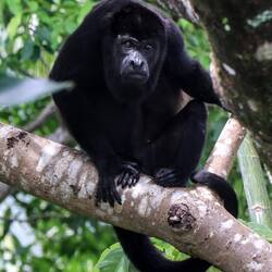 Howler monkey, alpha male.
