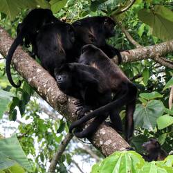 Family of howler monkeys, near Castillo de San Lorenzo.