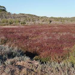 Das rote Kraut gibt es auch an der Nordsee, hier heißt es Sand Fire.