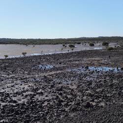 Ja, Watt mit Mangroven!