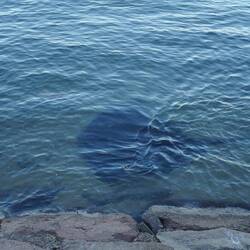 die Rochen im Wasser beobachtet haben.