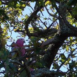 Die Papageien oben haben niemanden interessiert.