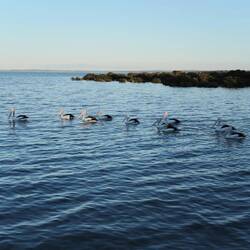 Zurück in Stony Point Pelikane, die aufmerksam...