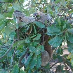 Nach dem Essen dann der Hauptdarsteller des Tages, in 2m Höhe im Baum , ...