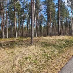 Los geht es durch finnischer Wald.