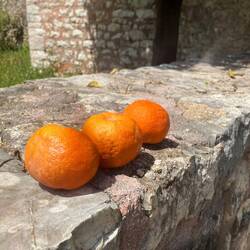 vom Baum geschüttelte Orangen