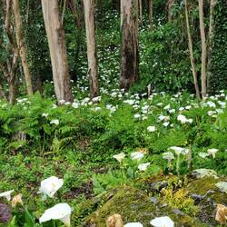 Cala lillies, most common flower here.