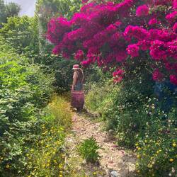 Bougainvillea, vermutlich Bougainvillea glabra oder Bougainvillea spectabilis