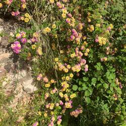Lantana camara, auf Deutsch auch Wandelröschen genannt.