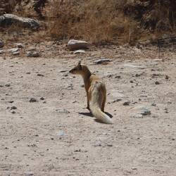 ...was auch an der Fuchsmanguste, einem Wüstenbewohner zu spüren ist