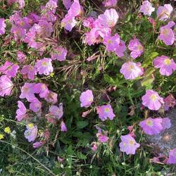 Oenothera speciosa, im Deutschen auch Pracht-Nachtkerze oder Rosafarbenes Nachtkerzchen genannt