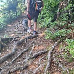 Die letzten von 300 hm geht's über Wurzelwege.