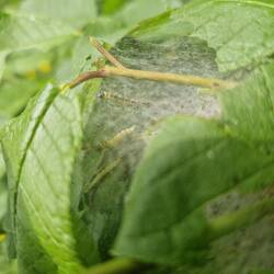 Bird Cherry Ermine caterpillars