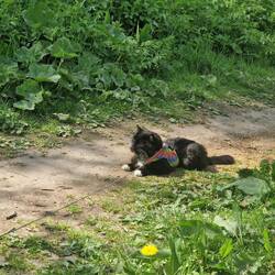 Mr Whiskers enjoyed sitting outside. He'd rather not have been on a lead but seemed content enough