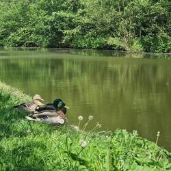 We got used to seeing these three ducks near the boat. Perhaps they were part of the same brood?