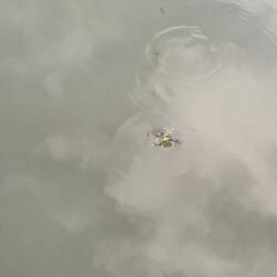 Not the best picture, but we watched a mayfly hatching