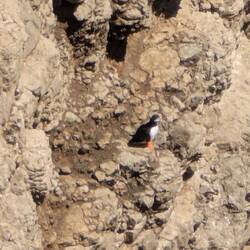 Endlich Puffins (Papageientaucher) gesehen