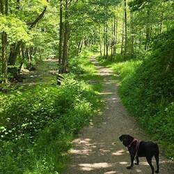 Nice woody walk to next village