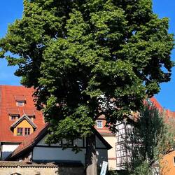 Baum im Topf