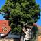 Baum im Topf