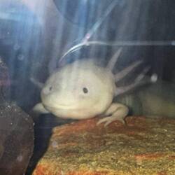 Axolotl 🥰🙂