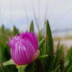 🌊🌸