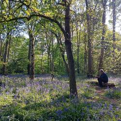 Bluebell contemplation