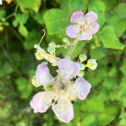 Brombeerblüte