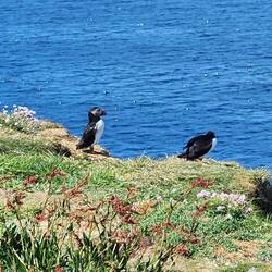 Our first puffin sighting!!