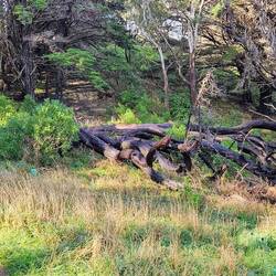 Large tree down along the trail.
