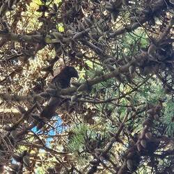 Kaka in a pine tree.