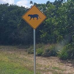 Florida Panther - leider lässt sich keiner blicken