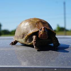 Schildkröte des Tages