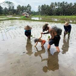 Timoé a planté du riz comme un vrai balinais ,💪🏼