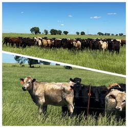 Immer wieder Kuhherden