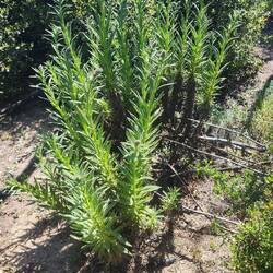 Poodle dog bush. Bad stuff.